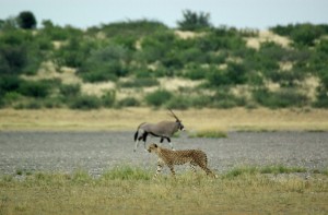 Kalahari cheetah on a Botswana safari