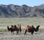 Mongolia tour Gobi Desert