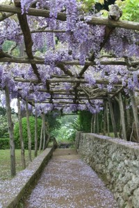 The wysteria pergolas of Villa Cimbrone, on Italy's Amalfi Coast.