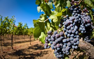 Red Wine Grapes