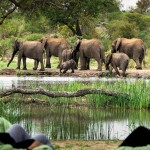 People watching a herd of elephants