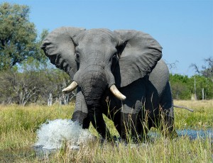 An huge elephant walks toward the photographer, its ears open as it strides through water. 