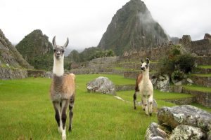 Peru Machu Picchu llamas