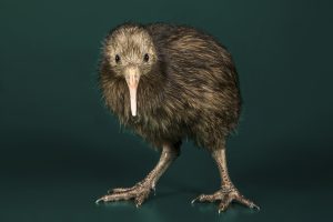 A brown kiwi with its head raised, photographed against a neutral background