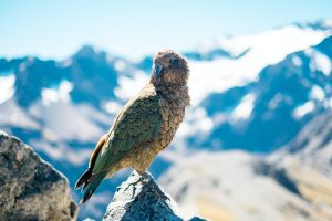 Wild Kea bird in mountains new zealand