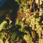 Closeup of green grapes
