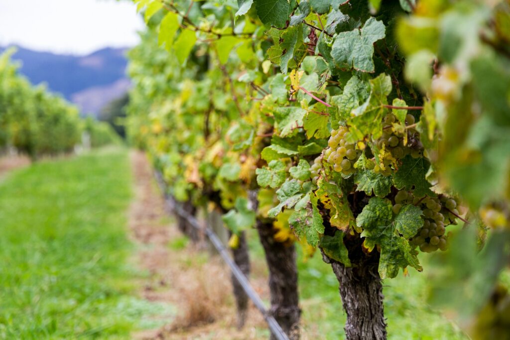 Closeup of grapes in a vineyard