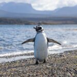 A penguin with its wings spread stands on a pebbly shore