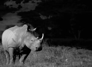 a black and white photo of a white rhino. Their head is angled so they are seen in profile.