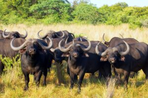 A herd of inquisitive buffalo stare at the camera. They stand in a sunny savanna.