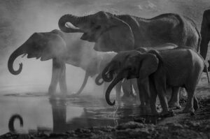 A herd of elephant drink playfully at a river - -they're part o the big five animals seen on African safari