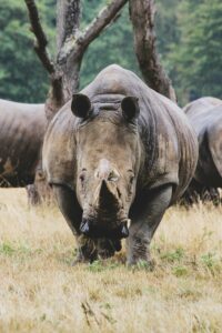 A large white rhino stands starring right at the camera.