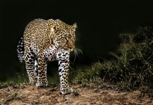 a leopard prowls a trail at night