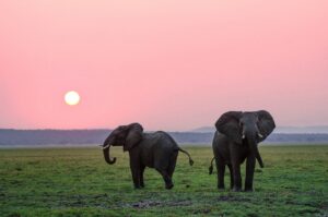 Two elephants stand at dusk in a green savanna