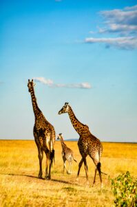 A family of giraffe stroll across the savanna in Africa