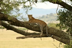 a leopard lounges in a tree, as seen on a safari in Africa