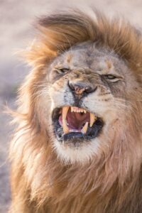 A close up of a fierce male lion snarling, showing his large canine teeth.