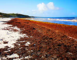 Image of seaweed piled up on sandy beach